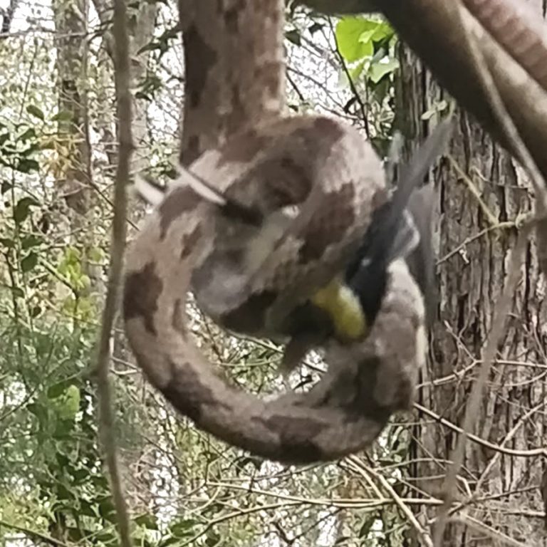 Snake Eats Bird The Network Post